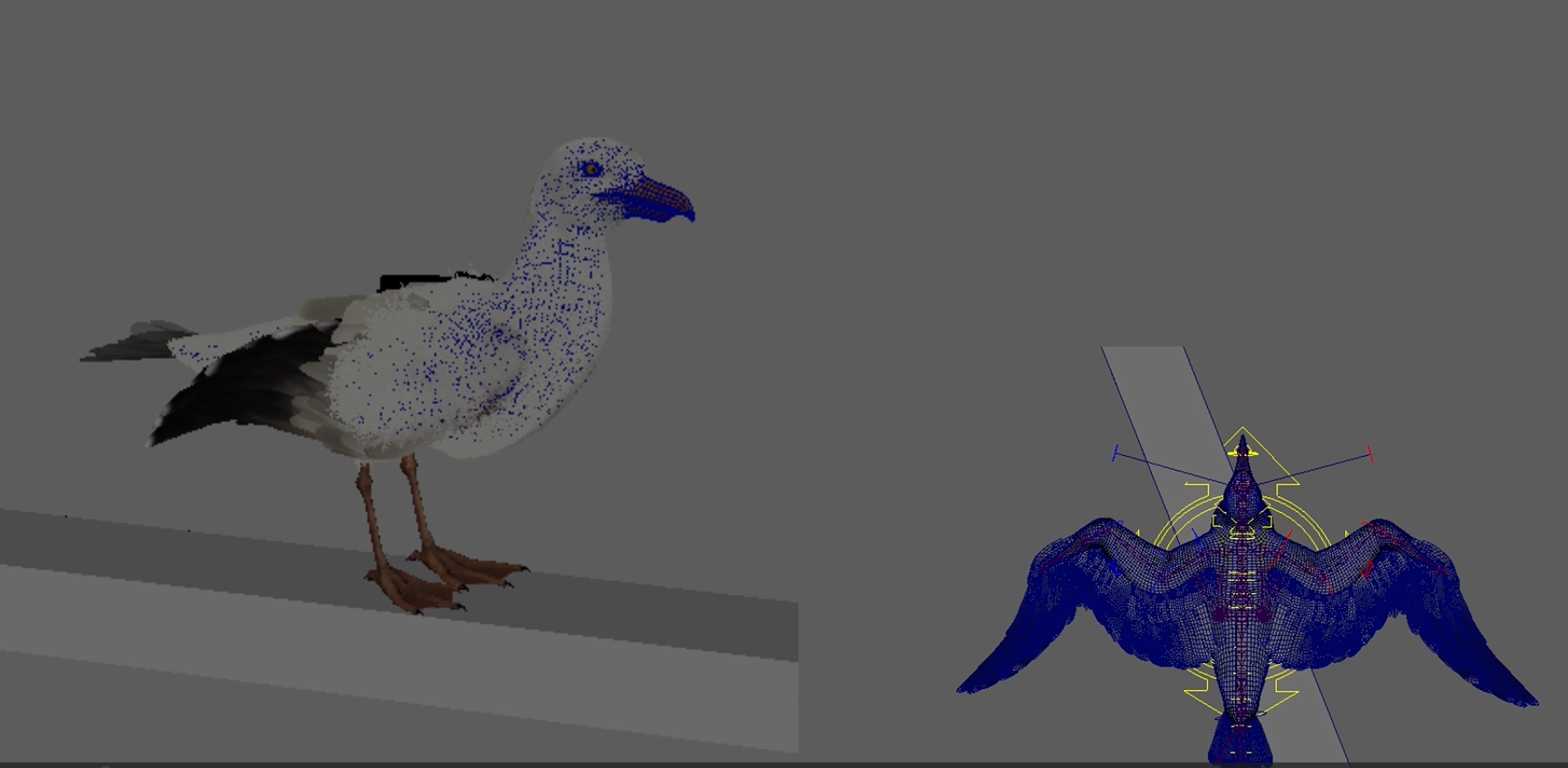 Bird Animation Study