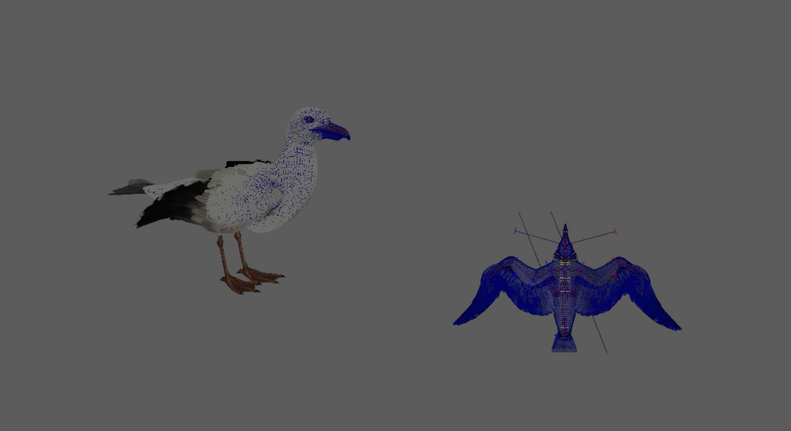 Bird Animal Animation
